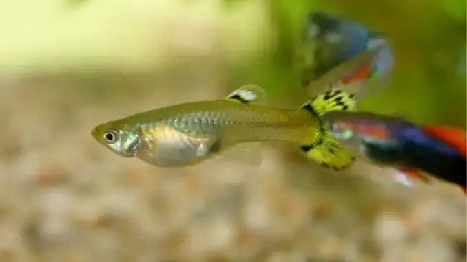 Why is My Guppy Shaking? How to Prevent & When to Seek Treatment