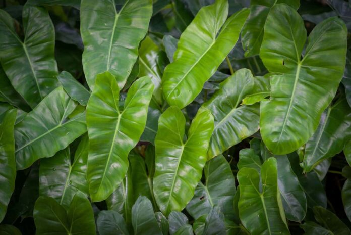 Your complete information for the safety of Philodendron in aquarium - nexvol.xyz

